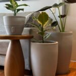 Vasos + Plantas - Vietnamita